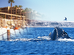 �z�G�[���E�H�b�`���O