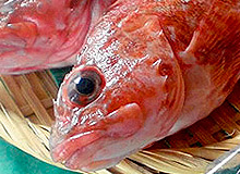 魚